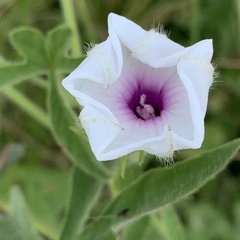 Ipomoea magnusiana