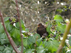 Turdus merula