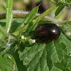Chrysolina