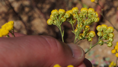 Oncosiphon suffruticosus