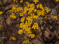 Oncosiphon suffruticosus