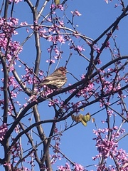 Haemorhous mexicanus