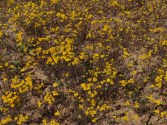 Oncosiphon suffruticosus