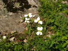 Hesperis matronalis voronovii