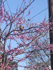 Haemorhous mexicanus