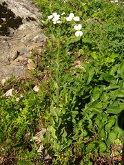 Hesperis matronalis voronovii