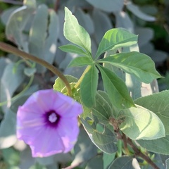 Ipomoea hochstetteri