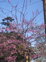 Haemorhous mexicanus