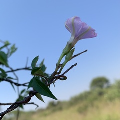 Ipomoea hochstetteri