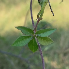 Ipomoea hochstetteri