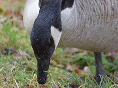 Branta canadensis
