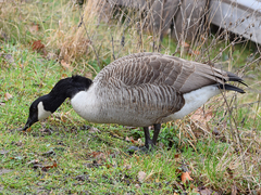 Branta canadensis