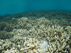Montipora digitata
