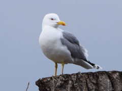 Larus michahellis