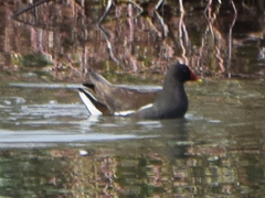 Gallinula chloropus