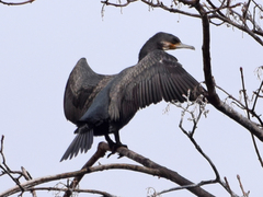 Phalacrocorax carbo