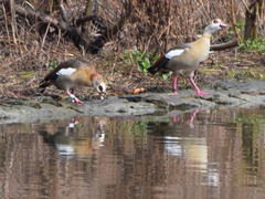 Alopochen aegyptiaca
