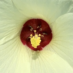Pavonia senegalensis