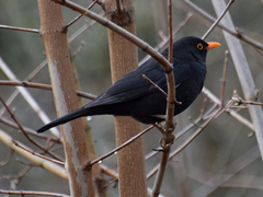 Turdus merula