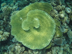 Acropora cytherea