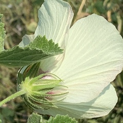 Pavonia senegalensis