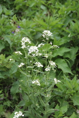 Hesperis matronalis voronovii