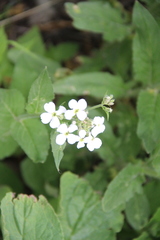 Hesperis matronalis voronovii