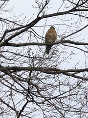 Buteo lineatus