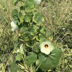 Pavonia senegalensis