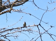 Parus major