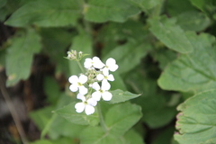 Hesperis matronalis voronovii