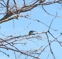 Parus major