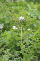 Hesperis matronalis voronovii