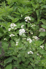 Hesperis matronalis voronovii