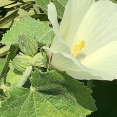 Pavonia senegalensis