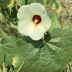 Pavonia senegalensis