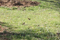 Carduelis carduelis