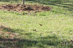 Carduelis carduelis