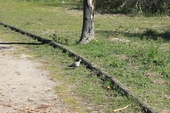 Streptopelia decaocto