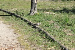 Streptopelia decaocto