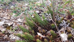 Petrosedum ochroleucum