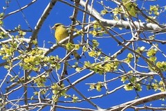 Chloris chloris