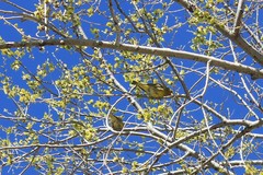 Chloris chloris