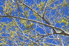 Chloris chloris