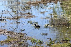Fulica atra