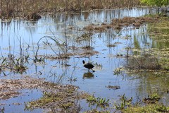 Fulica atra