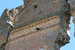 Corvus monedula