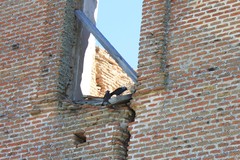 Corvus monedula