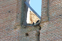 Corvus monedula