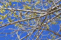Carduelis carduelis